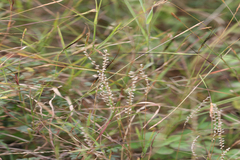 Eragrostiella bifaria